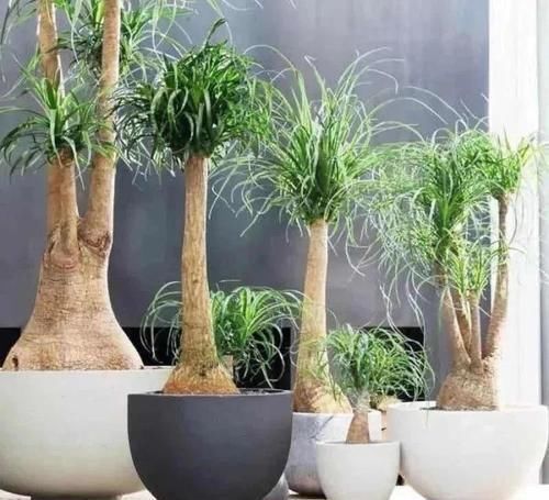 最适合懒人养的5种花,省心又好养,偶尔浇浇水就可以活