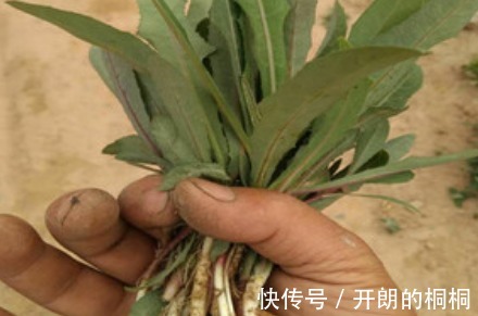 野草|猪都不愿吃的野草，原来是名贵药材苦麻草也叫“护肝草”