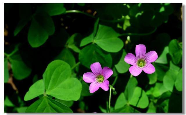 养花盆里长出三角草,可别以为是好运,直接拔掉,小心长满盆