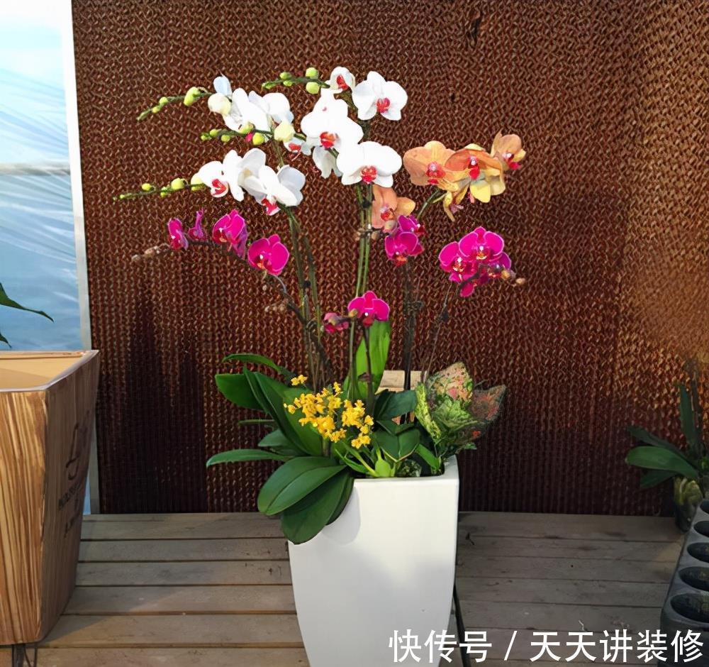 公认“不好养”的3种花，没有一定的养花经验，别贸然入手