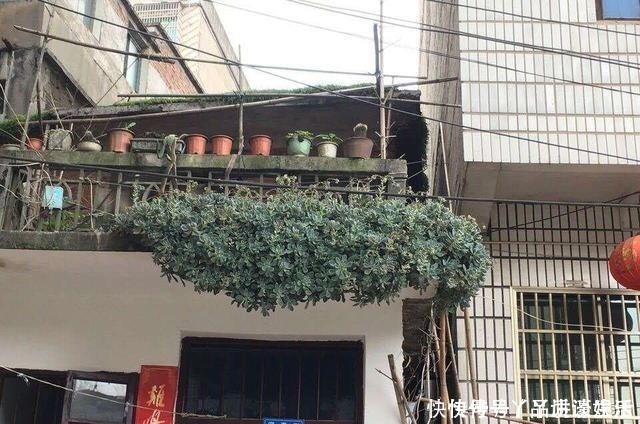 冬美人|此种“多肉”，干不死冻不死，一年四季无人管也疯长，路边常见！