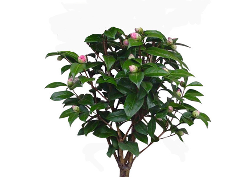 盆栽花卉三种肥不能用,一用掉叶又烂根,施肥要讲究科学