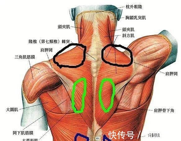 肩胛|蝴蝶肩可不是美丽的象征，正确练习1个月，帮你拥有真正的美背！