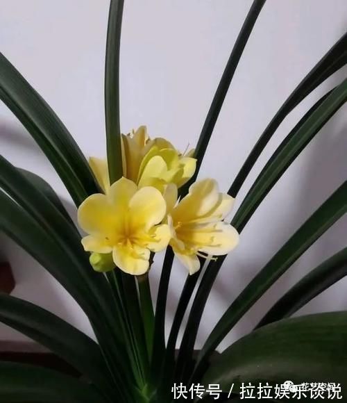 健壮|家里君子兰不开花、夹箭，教你个方法，轻松搞定