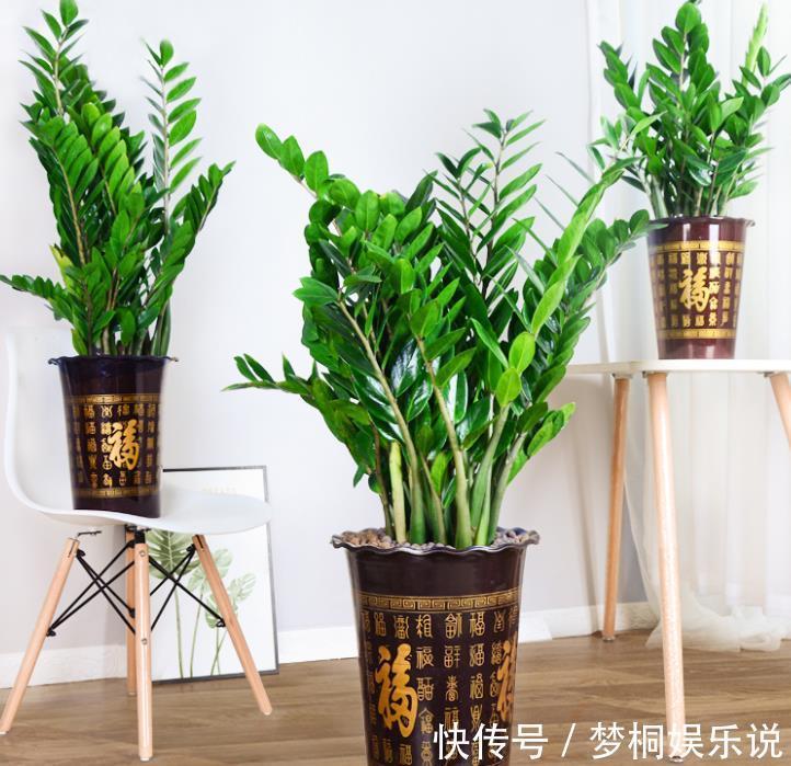 花卉|建议朋友们:养盆“金钱树”吧,好看是次要的,重点在于寓意
