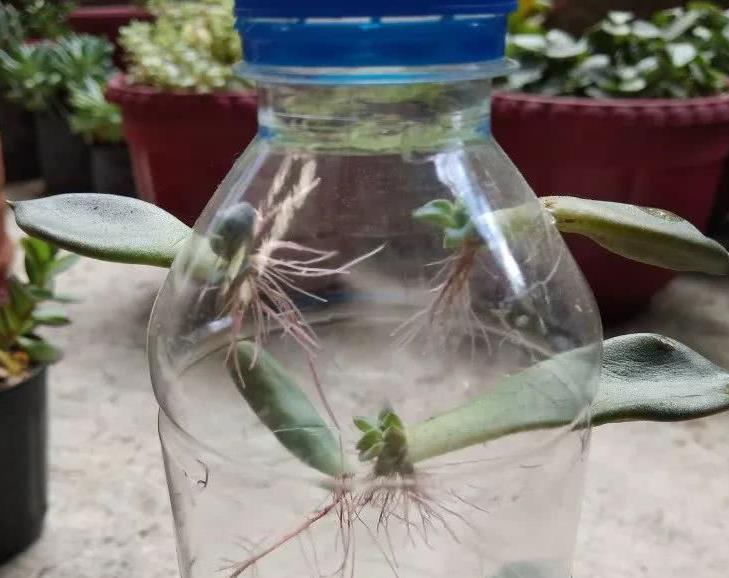 摘叶|总下雨,露天盆栽的多肉穿裙子了,砍头摘叶,扦插育苗可好?