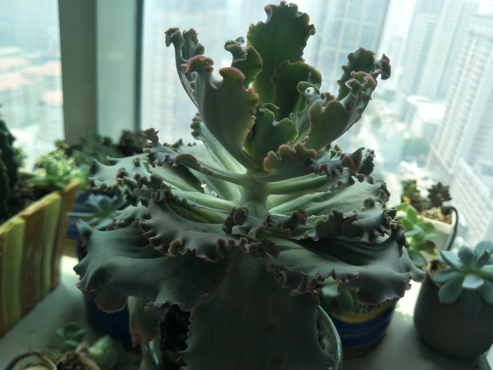 多肉植物出现徒长,及时改善养护措施,距“老桩”更进一步