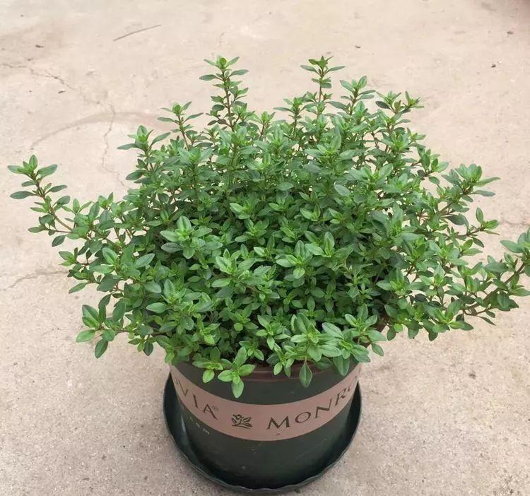 绿植|喜欢叶子有香味的花?5种芳香的绿植,比绿萝更好养更耐看