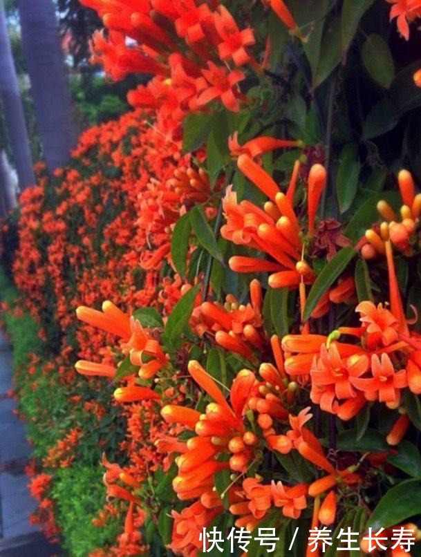 一种花,喜庆好养、易繁殖,开花鲜艳夺目,一次能开1000朵!