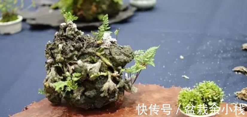 凤尾蕨|小时候常见的1种杂草，如今遍寻不到，制成盆景别有一番风趣