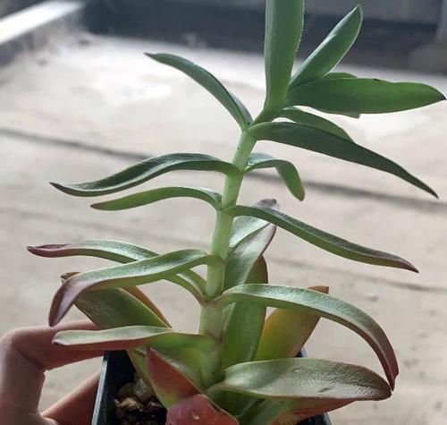 火祭|号称“徒神”的4种多肉,夏天稍不留神就成高个子,新手慎养