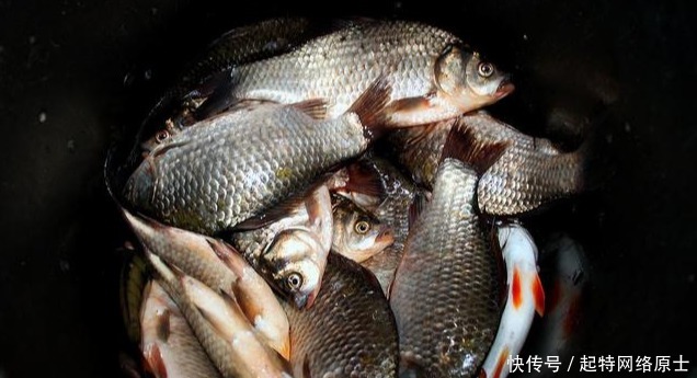 近岸|秋分前后钓鱼,想爆护一点都不难,老钓手都爱这样钓,你也可以