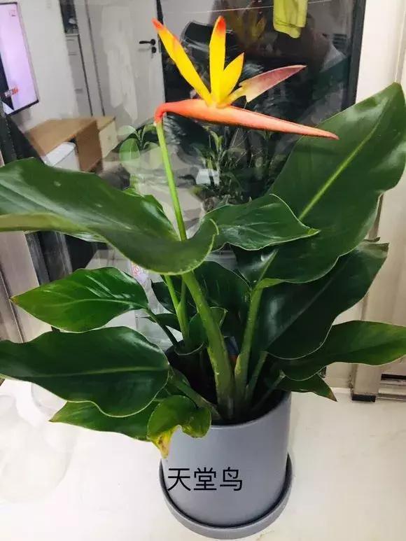 4种花再好看也别买，养不活不值钱，还惹一肚子气！