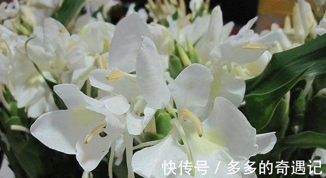花头|用一束沁人心脾的姜花，来挥别这个夏天！