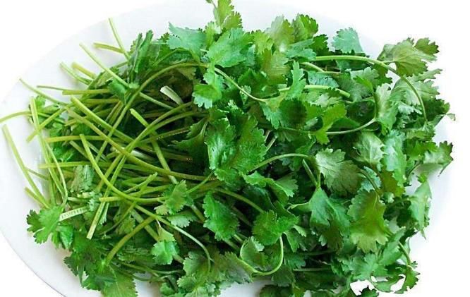 来看|你爱吃香菜吗?香菜的功效与作用你知道多少呢?快来看看吧!