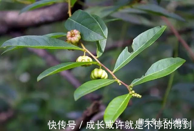 小女生们|乡下有种野果,与南瓜极为相似,却不能食用,用其治牙痛有奇效