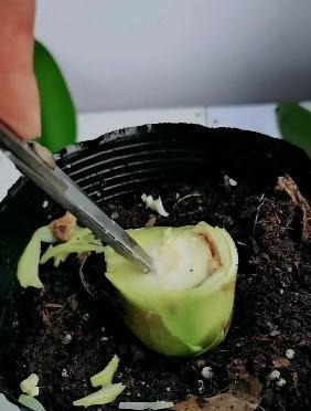 砍头|给君子兰“砍头”,看着芽头冒出来,几个月后有群兰