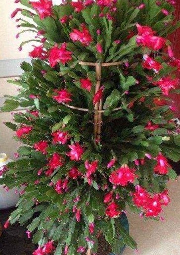 蟹爪兰常年不开花，不小心在盆里倒了“它”，花朵蹭蹭窜不停！