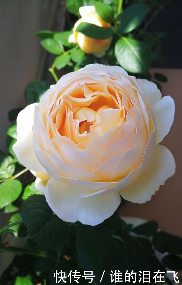 月季花|八种以“香”闻名的月季花,花开一朵,满屋子香气,养护也简单!