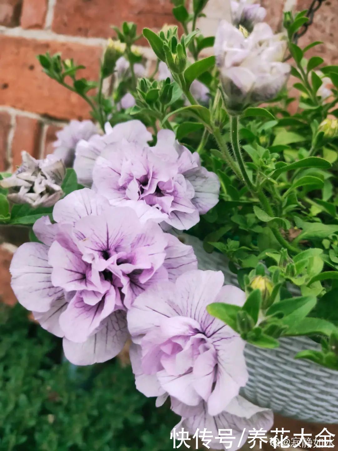 花苞|天热了，20种花最怕浇水，浇得越多，死得越快