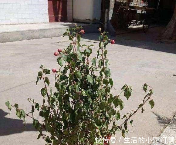 4种“漂亮花”,炎热夏天里,一浇一个死,管住手,花满头!