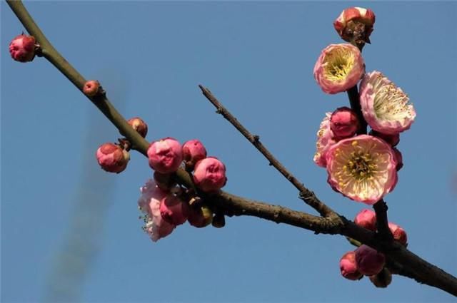  聊赠|冬至说梅：江南无所有，聊赠一枝梅，在春秋战国被误解的国礼梅花