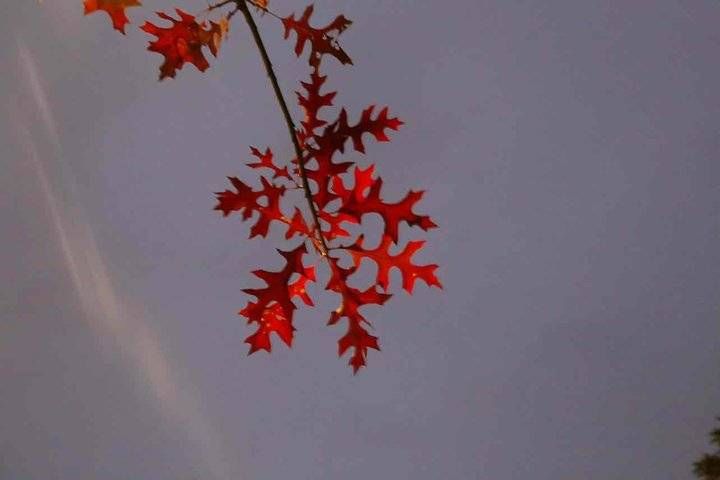 风里雨|静赏红叶，慢数流年