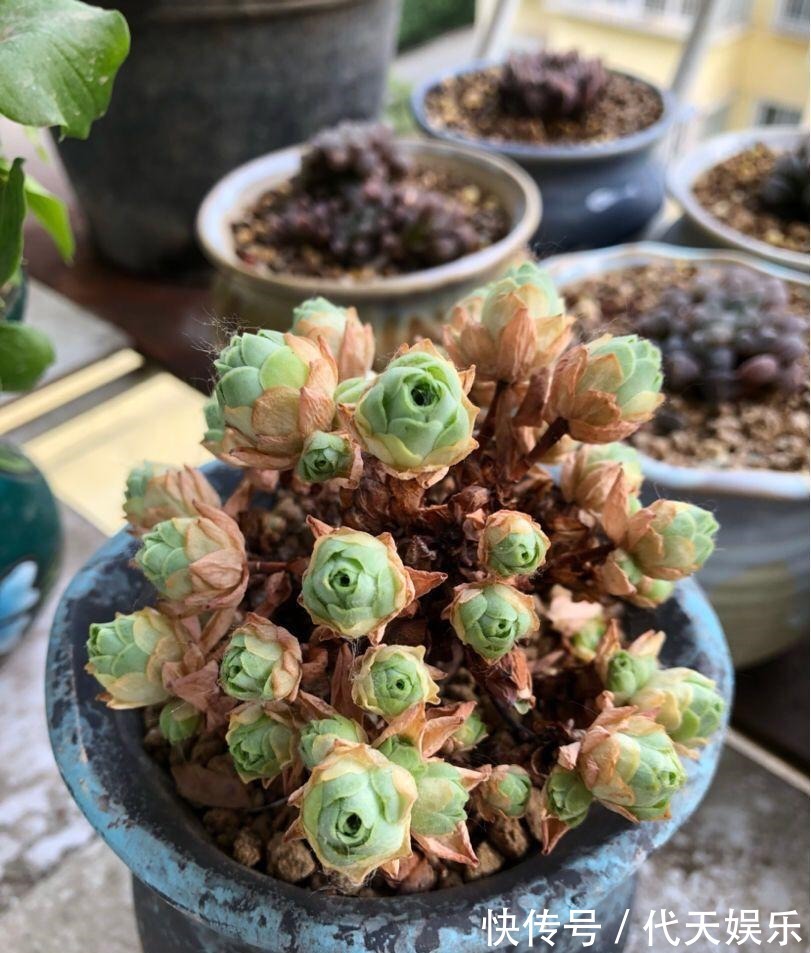 多肉就得懒人养,水越少越不管,呼呼爆出一大盆!