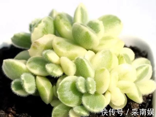 20款适合新手养的多肉,就算是养花杀手,也能养得又胖又美!