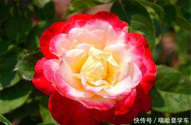 5种比香水还香的盆栽花卉,开花漂亮香气浓郁,人称“香水之王”!