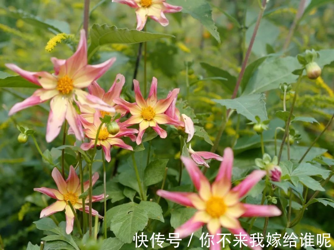 王维$王维最经典的7首诗,安静而美好,一生至少读一次