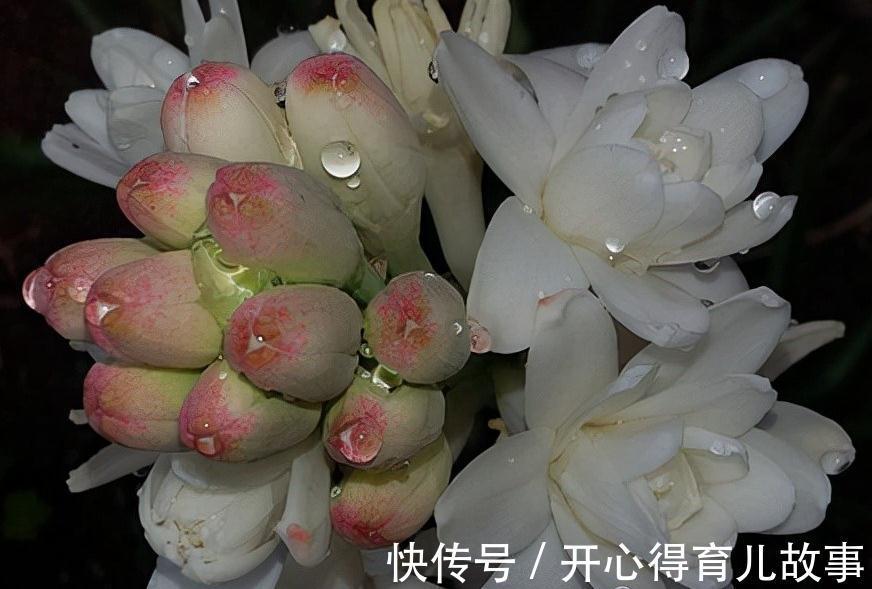 名字好听的15种花,你见过几个