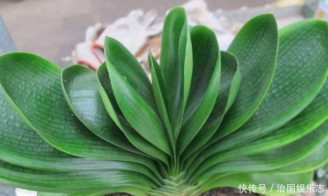 夏天|夏天给君子兰浇水有讲究,掌握几个技巧,不烂根,叶片绿