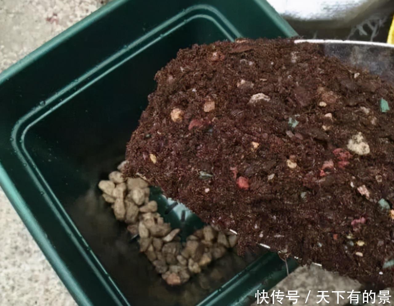 信号|养花,不懂4个烂根“信号”,不被你“养死”,还不知道原因