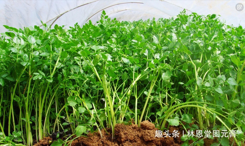 开开心心|女人常吃它，子宫越来越干净，远离妇科病皮肤光滑细腻，早知早好