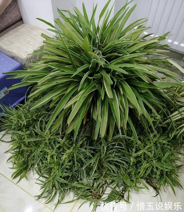 枝条|什么盆栽最好养这“7种”,好养好繁殖,丢土里长爆盆、常开花