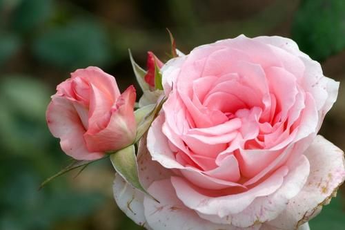 月季入春后施肥有讲究，什么时候第一次施肥你知道吗？时间很重要