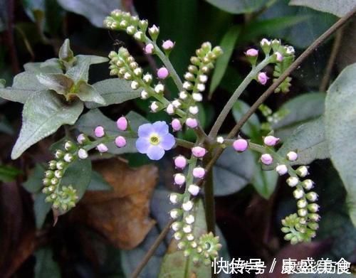 野花野草|你有没有见过60元一斤的野菜?从前是穷人的救命稻草,遇见请珍惜