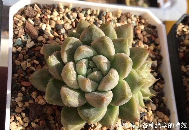 羞红|秋风轻吻,多肉,羞红了脸颊