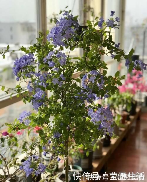 光照|这3种花，越晒越开花，花期长，开花勤，放在阳台，秒变小花园！