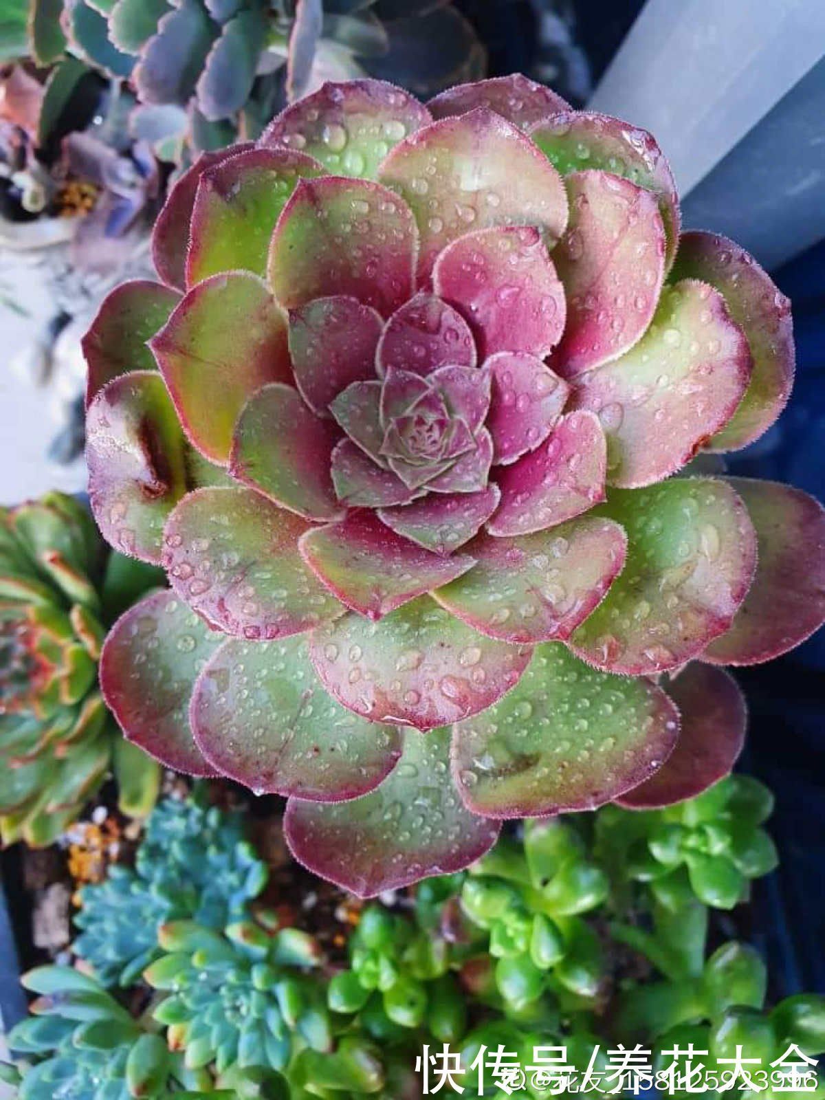 花友|3个养花坏习惯,要赶紧改掉,不然花养得再多也养不好