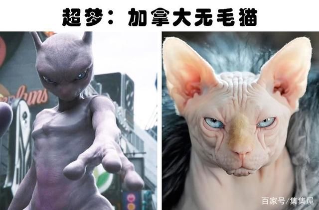 童话里不是骗人的?细数7种与卡通角色非常神似的现实动物