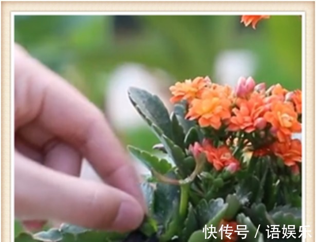 长寿花这样修剪后,再追施2种肥,促花多,花开爆盆