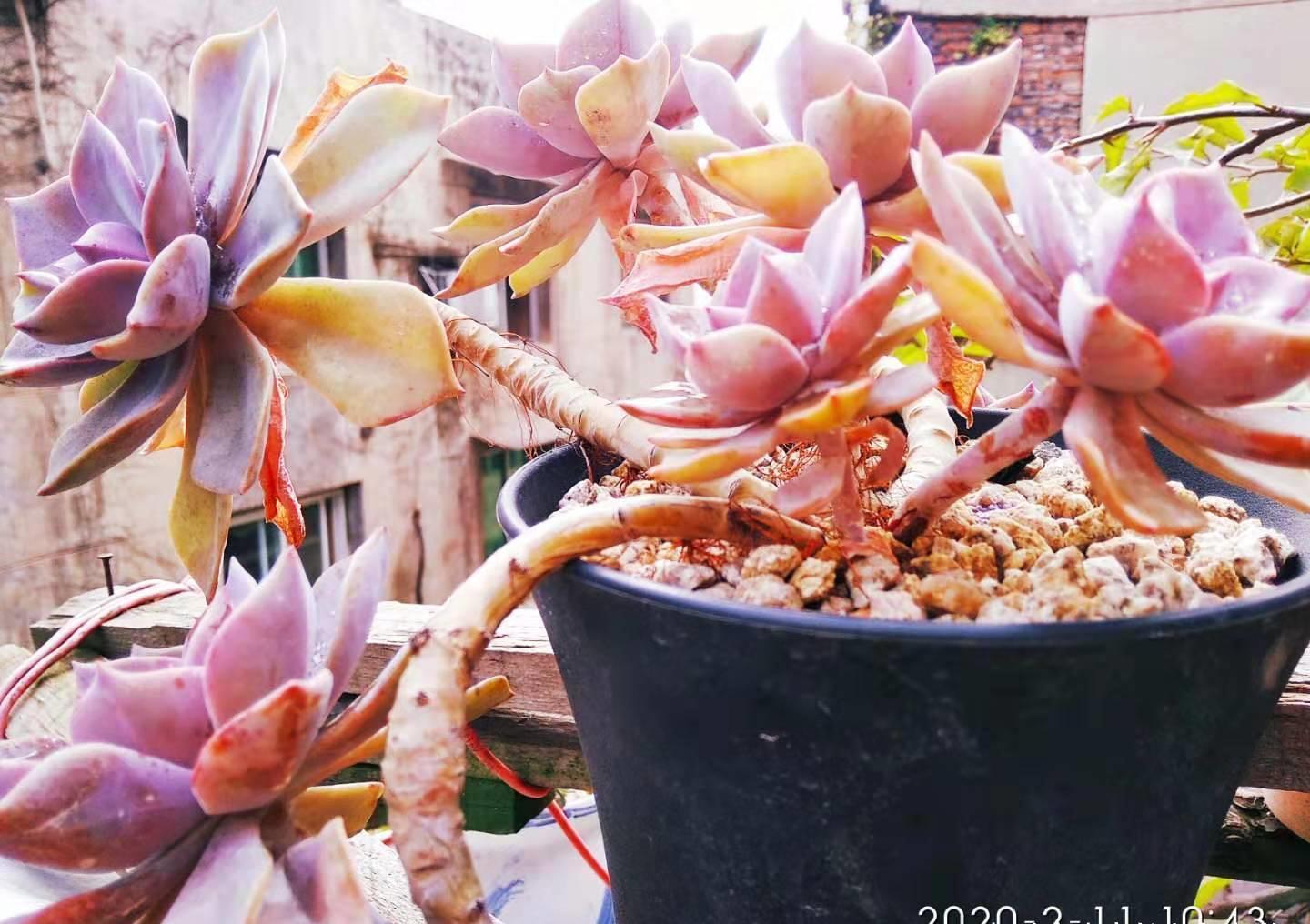 别嫌万象盆丑,其实拿来种多肉很实用,我好些多肉都是用它栽种的