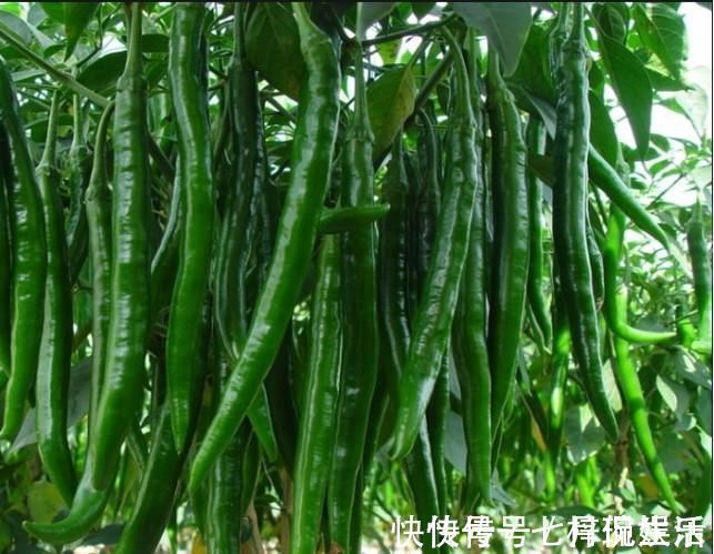 罐子|老婆把青辣椒放进坛子里，不加一滴水，10天后全家人吃“嗨”了