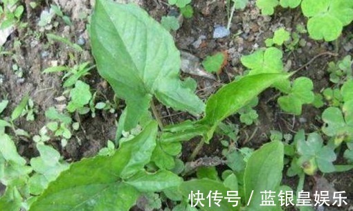 紫花|农村地里到处都是的野草,人称“犁头草”,药用价值高,值得重视