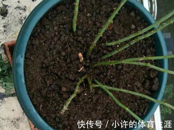 难怪你养不好花，身边宝贝都被你忽视了，看看如何使用吧