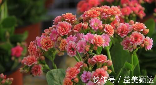 扦插|养花长虫不开花？1个洋葱全搞定，虫子褪去，花开满盆！