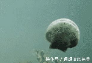 |讲个笑话汤加火山一喷发,獐子岛赢麻了!