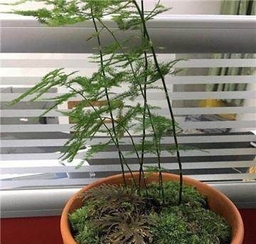 家里的文竹稀稀拉拉，真难看，用了这1东西，发疯的长，不黄叶